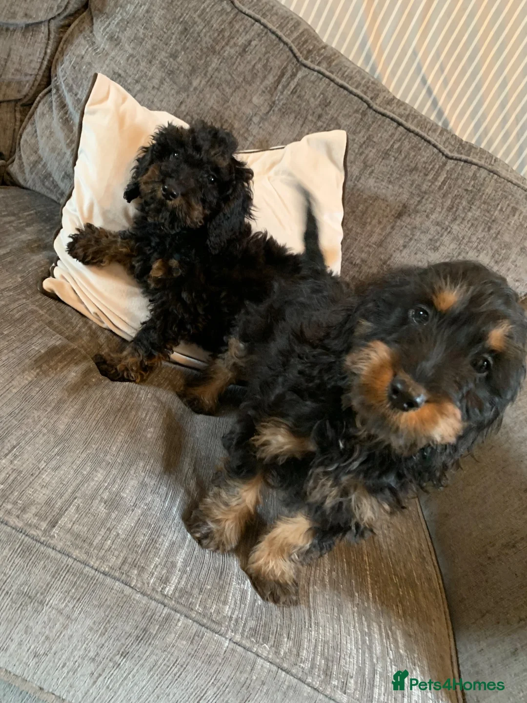 Cockapoo dogs for sale: Beautiful F1B Cockapoo boys  - Advert 2