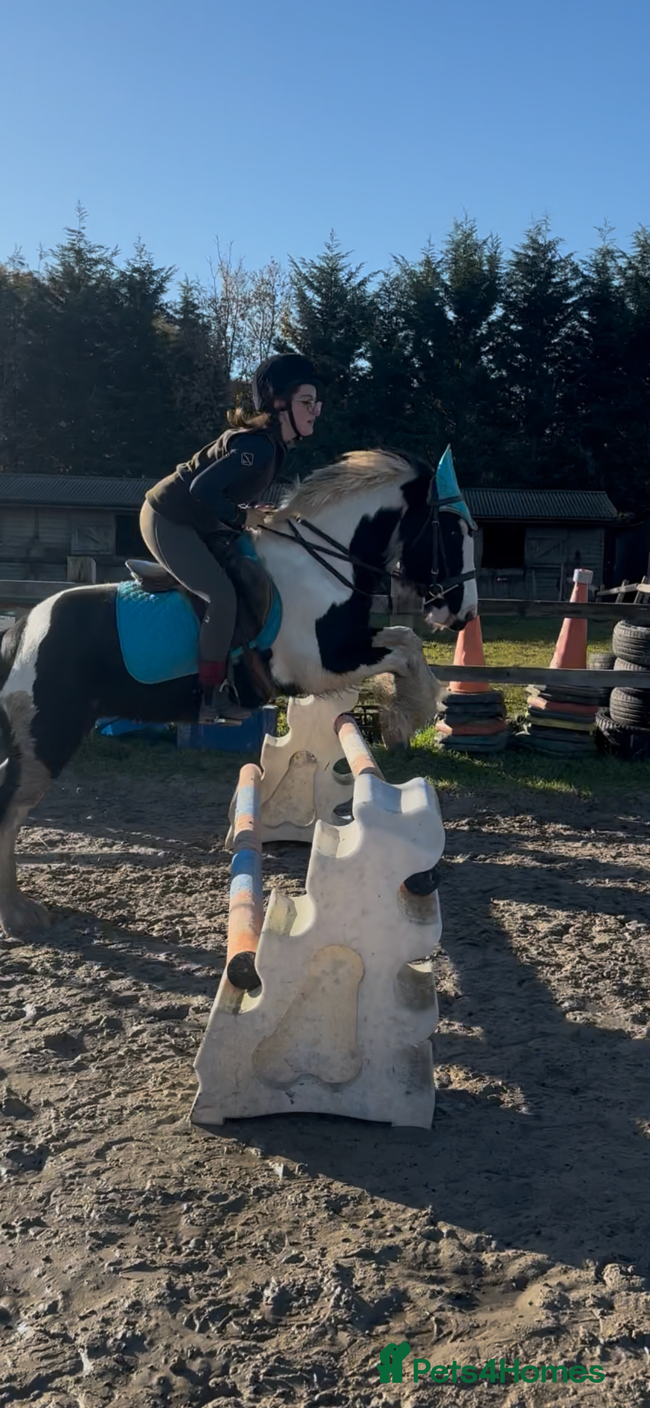 Irish Cob horses Pc pony / family ,rda lr  - Advert 1