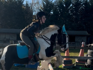 Irish Cob horses Pc pony / family ,rda lr - Advert 3