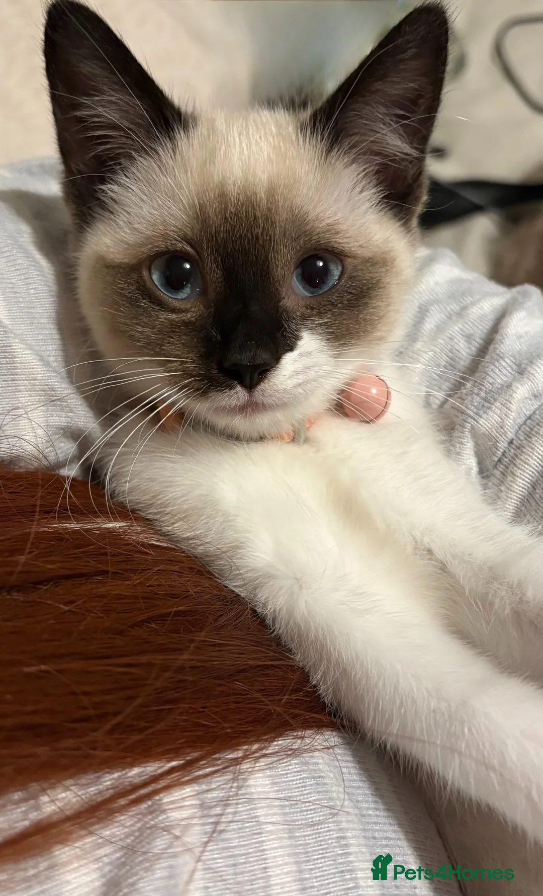 Ragdoll cats for sale: 6 month old Ragdoll x Scottish straight - Advert 2