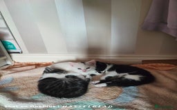 Turkish Angora cats for sale: REDUCED!!! Turkish Angora kittens for sale - Image 16