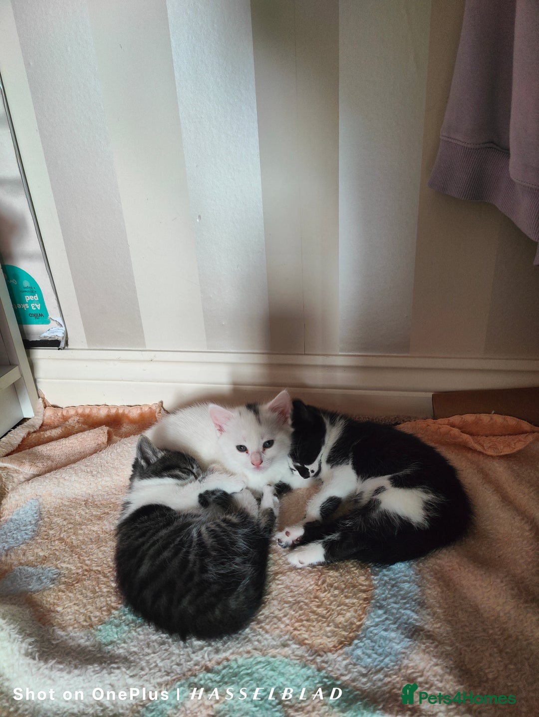 Turkish Angora cats for sale: REDUCED!!! Turkish Angora kittens for sale - Image 16
