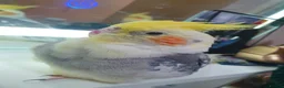 Cockatiels birds for sale: TAMED PAIR COCKATIELS (includes everything) in Stalybridge - Advert 3