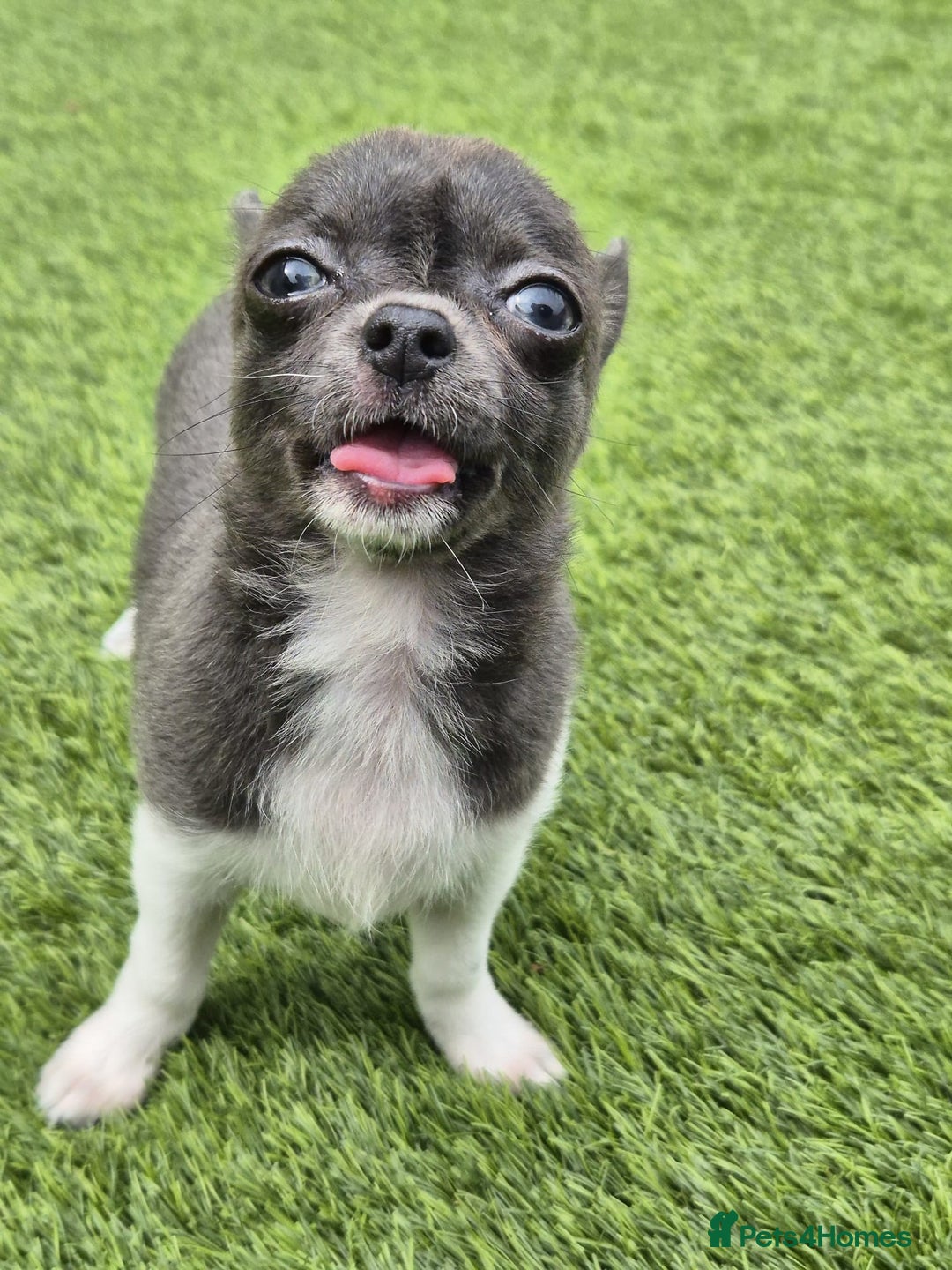 Chihuahua dogs for sale: Chihuahua female puppies  - Image 24
