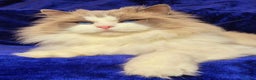 Ragdoll cats for sale: Ragdoll male kitten gccf active - Advert 15