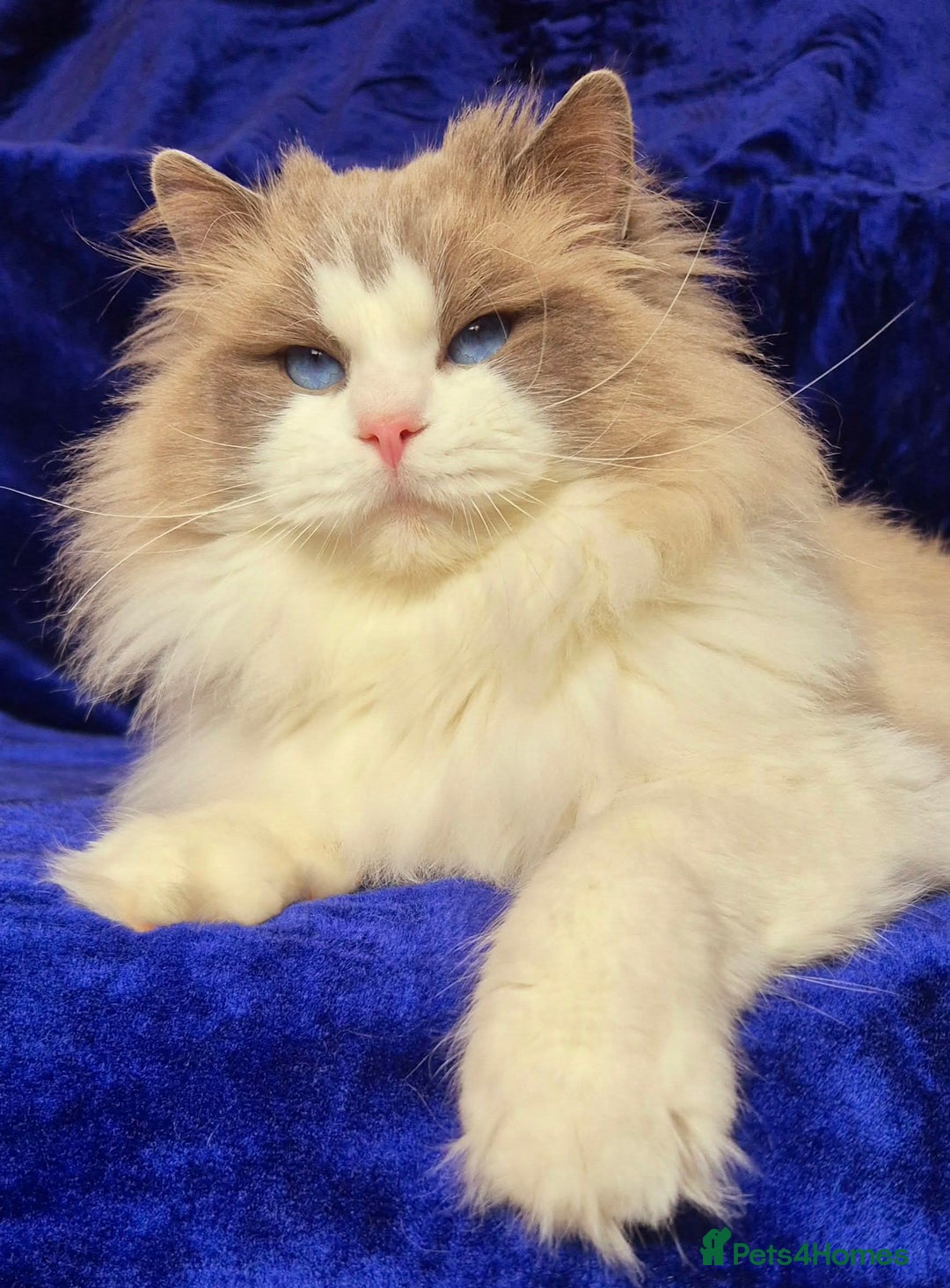 Ragdoll cats for sale: Ragdoll male kitten gccf active - Advert 15