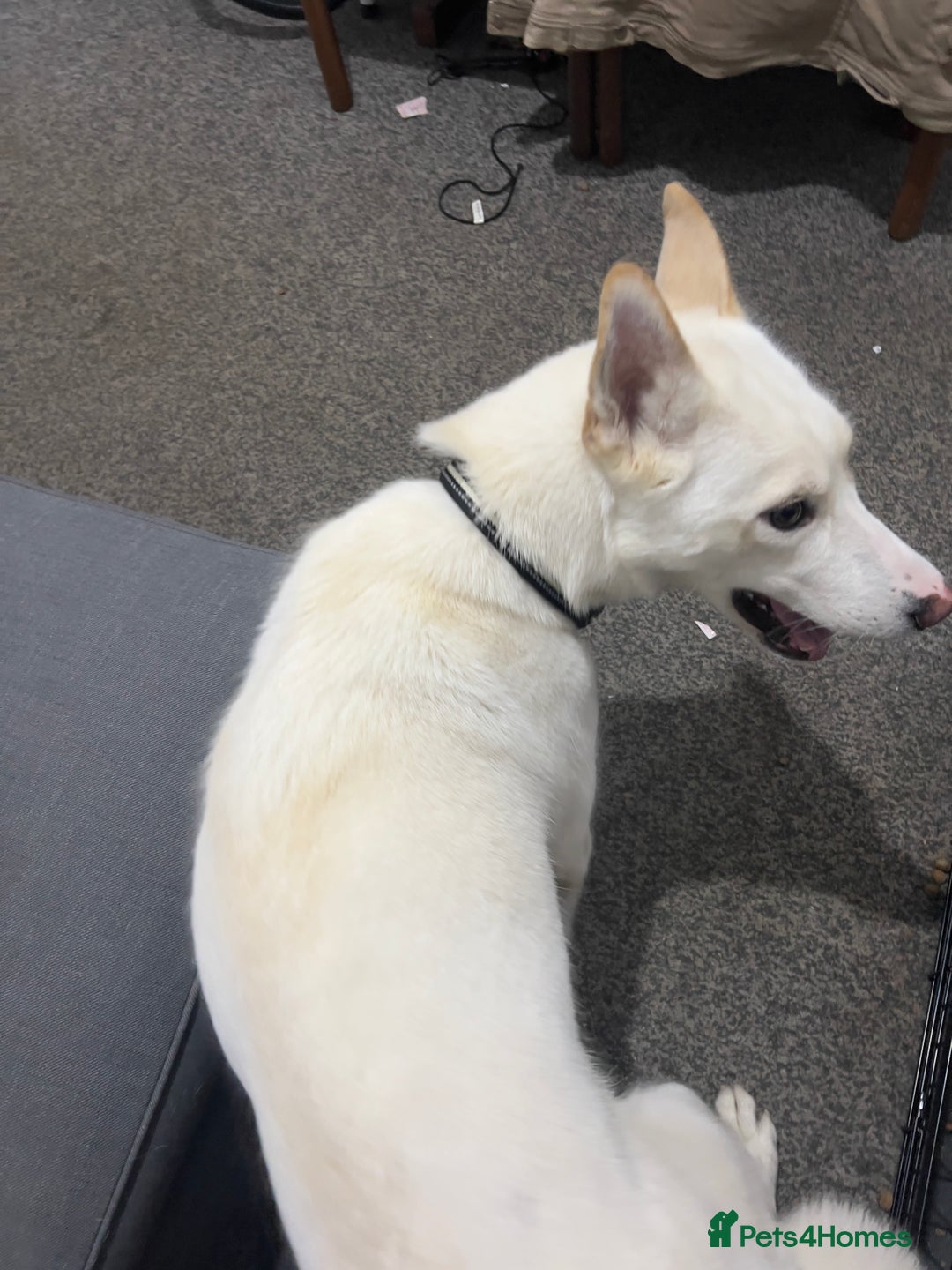 Siberian Husky dogs for sale: Beautiful and friendly Husky Vaccinated  - Advert 2