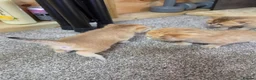 British Shorthair cats for sale: British Shorthair Golden Chinchilla Kittens - Advert 16