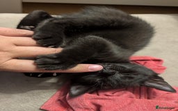 Mixed Breed cats for sale: Adorable Kittens Looking for Loving Homes! - Image 3