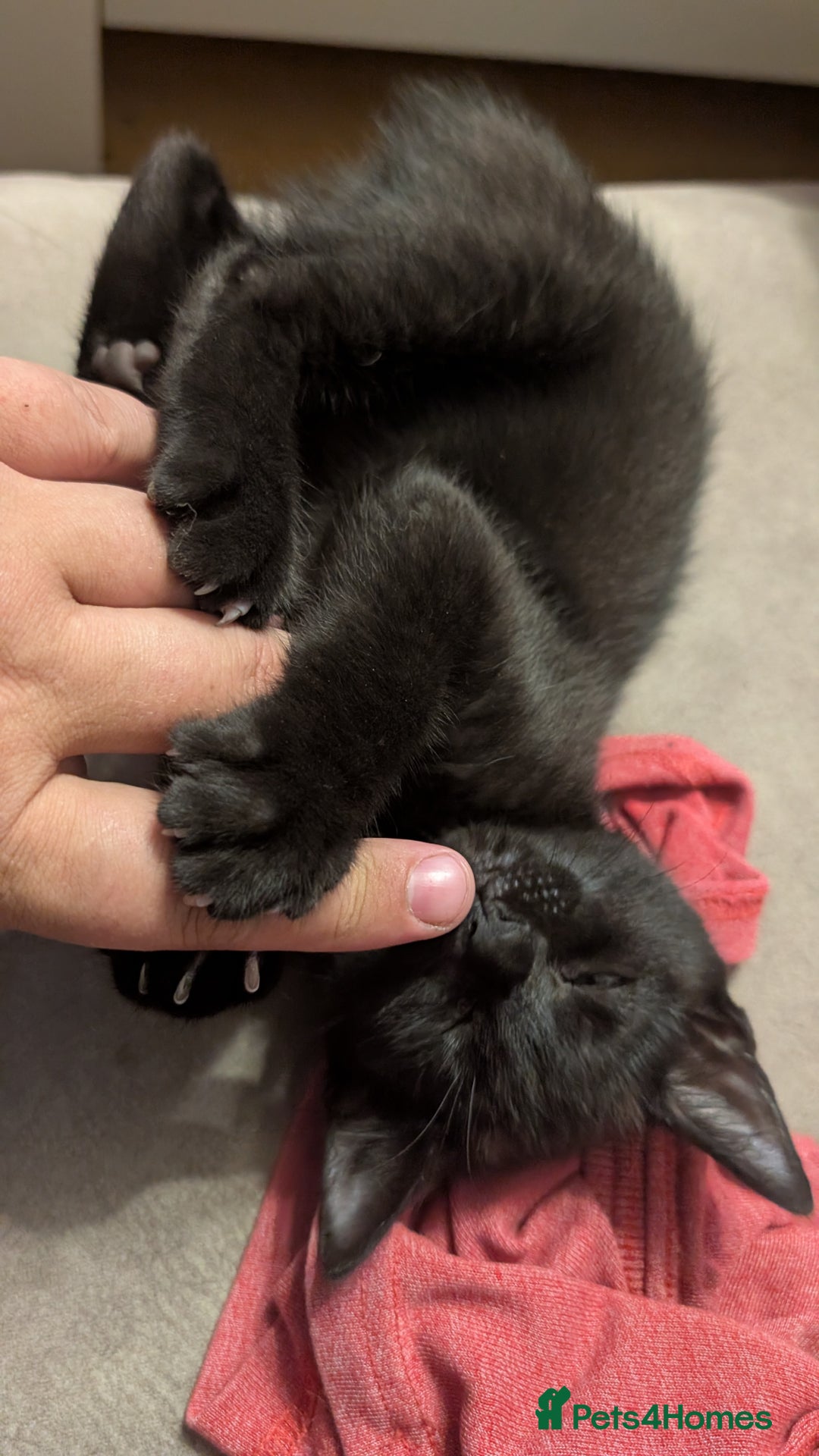 Mixed Breed cats for sale: Adorable Kittens Looking for Loving Homes! - Image 3