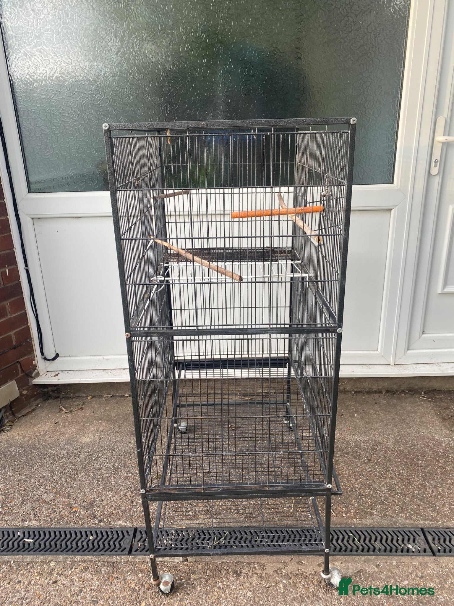 Parakeets birds for sale:  Alexandrine Parakeet (can speak) + cage + food in Newport - Advert 5