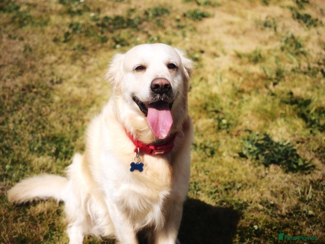 Golden Retriever dogs for stud: Stunning Golden Retriever for Stud –  meet Sammy - Image 13