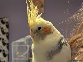 Cockatiels birds for sale: Beautiful male cockatiel less than 1 years old - Advert 1