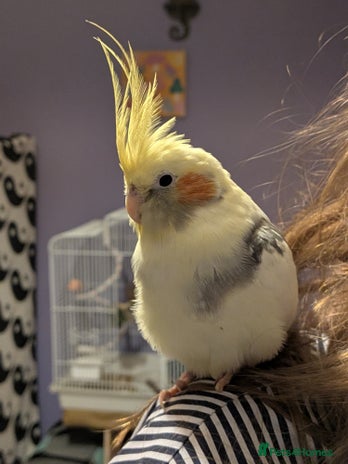 Cockatiels birds Beautiful male cockatiel less than 1 years old - Advert 1