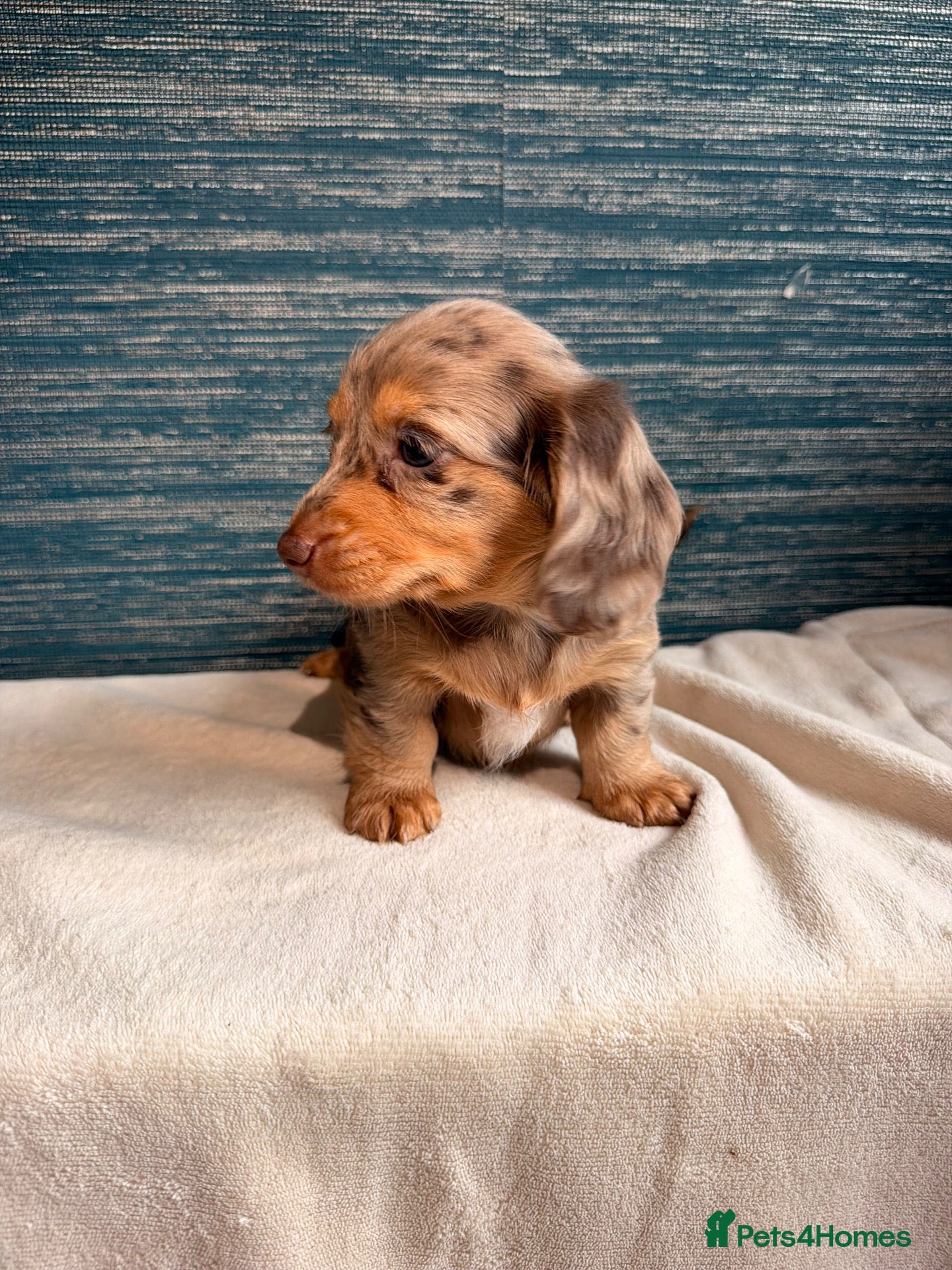 Miniature Dachshund dogs KC registered LONGHAIR MINIATURE DACHSHUNDS  - Advert 2
