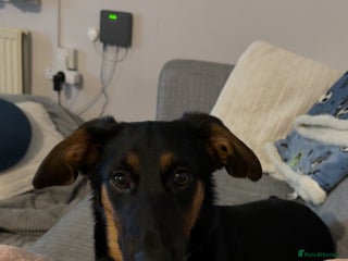 Mixed Breed dogs 7 month female cross - Advert 2