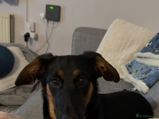 Mixed Breed dogs 7 month female cross - Advert 11