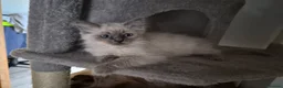 Ragdoll cats for sale: 3 REMAINING Gorgeous blue and seal ragdoll kittens - Advert 2