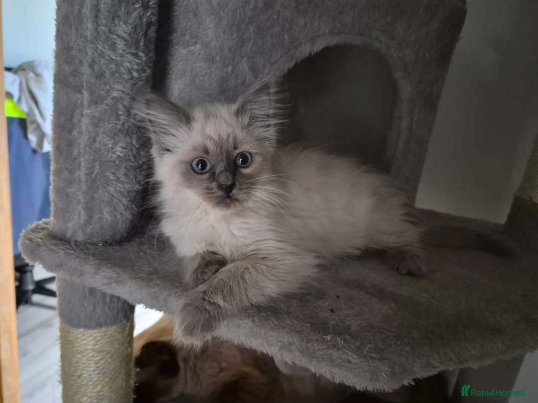 Ragdoll cats for sale: 3 REMAINING Gorgeous blue and seal ragdoll kittens - Advert 2