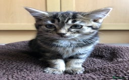 Mixed Breed cats for sale: Cute Tabby Baby Girl 🐈 - Image 4