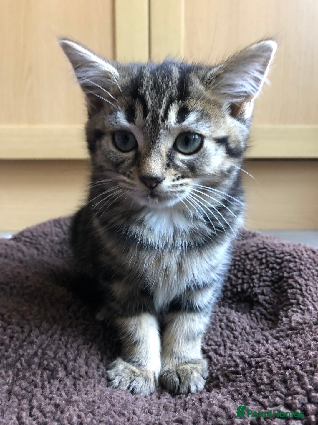 Mixed Breed cats for sale: Cute Tabby Baby Girl 🐈 - Image 4