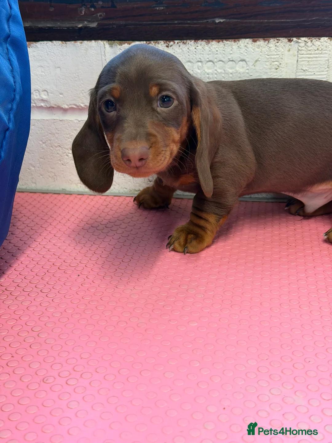 Miniature Dachshund dogs for sale: Mini dachshund 2 smooth boys available  - Advert 5