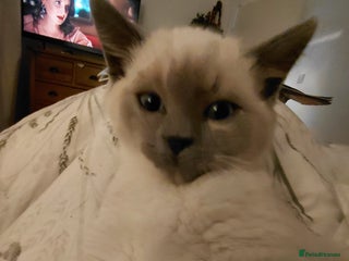 Ragdoll cats Blue seal point Ragdoll kittens - Advert 8