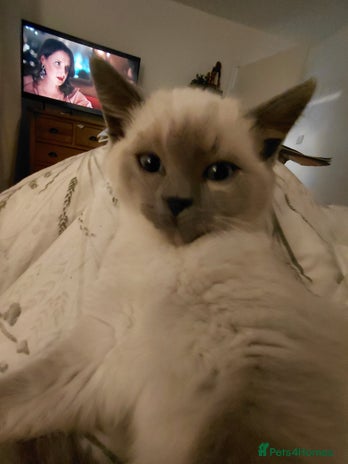 Ragdoll cats Blue seal point Ragdoll kittens - Advert 9