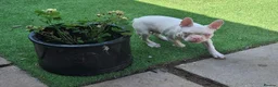 Boston Terrier dogs for sale: 1 Available Reduced Rare Boston Terriers Boys.  - Advert 1