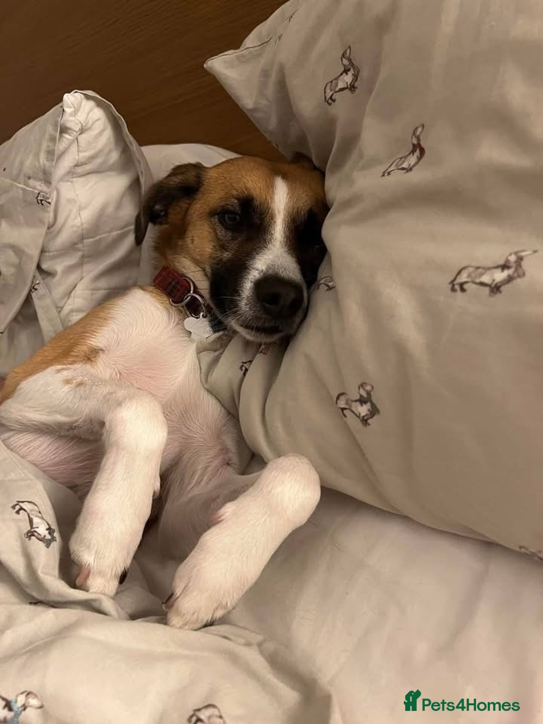 Mixed Breed dogs for adoption: Scobby approx 5-6 years old  - Advert 2