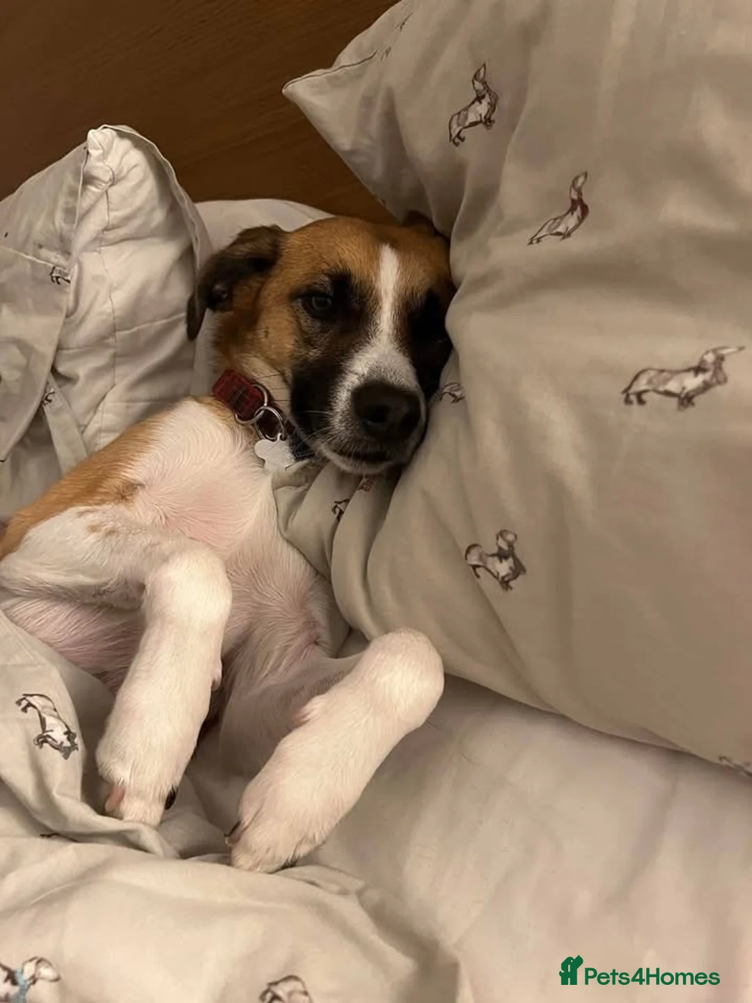 Mixed Breed dogs for adoption: Scobby approx 5-6 years old  - Advert 2