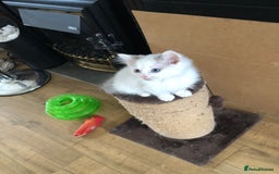 Ragdoll cats for sale: Beautiful Ragdoll kittens - Image 12