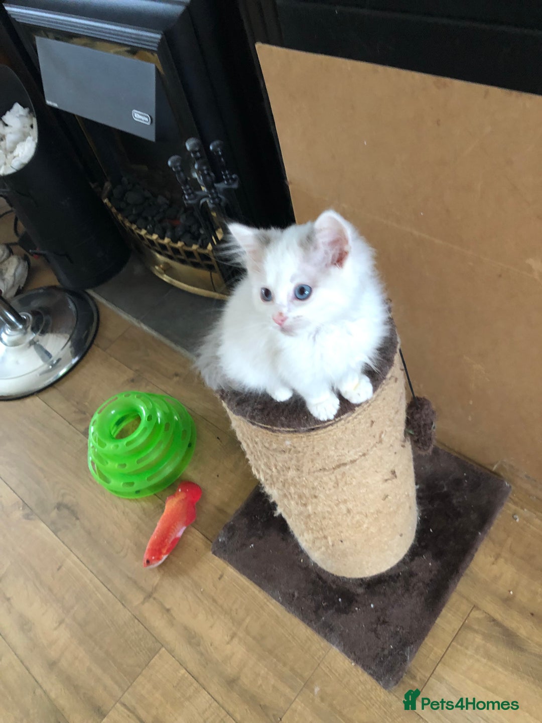 Ragdoll cats for sale: Beautiful Ragdoll kittens - Image 12