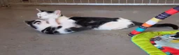 Mixed Breed cats for sale: Adorable Kittens Ready for their forever Homes - Advert 14
