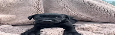 Labrador Retriever Puppy 3