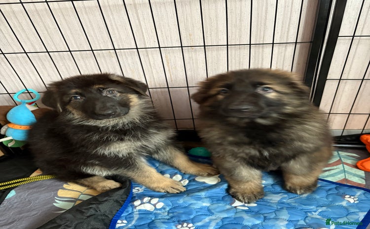 German Shepherd dogs - Advert 1