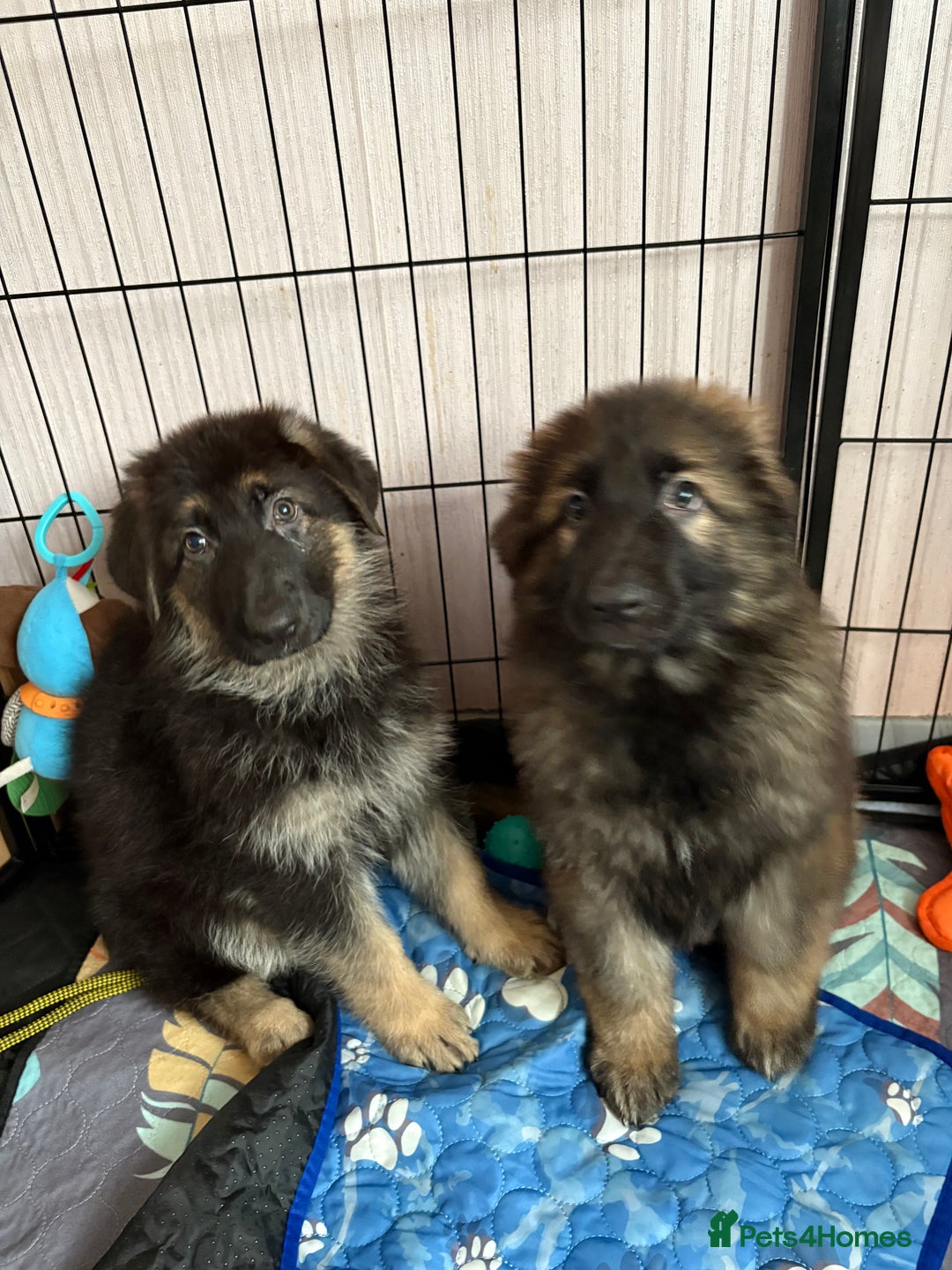 German Shepherd dogs for sale: Ready to leave kc reg big boned health tested gsd - Image 1