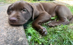Mixed Breed dogs for sale: Vizlador x Weimaraner puppies - Image 5