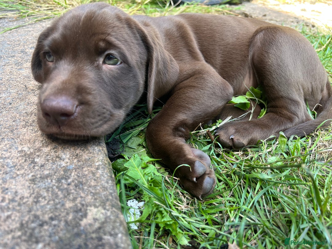 Mixed Breed dogs for sale: Vizlador x Weimaraner puppies - Image 5