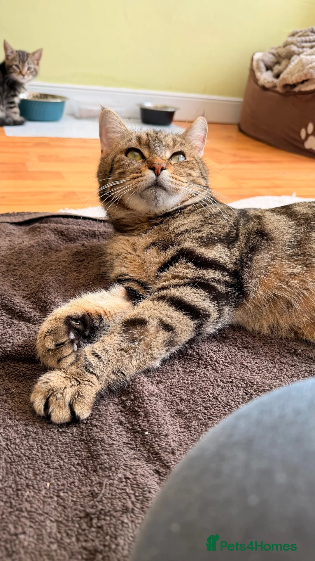 Mixed Breed cats for sale: Maine Coon x Tabby 4 Year Old Female - Advert 2