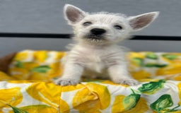West Highland Terrier dogs for sale: West highland terrier puppies  - Image 18
