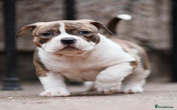 American Bully dogs for sale: Champion Bloodline American Pocket Bully Puppies - Image 28