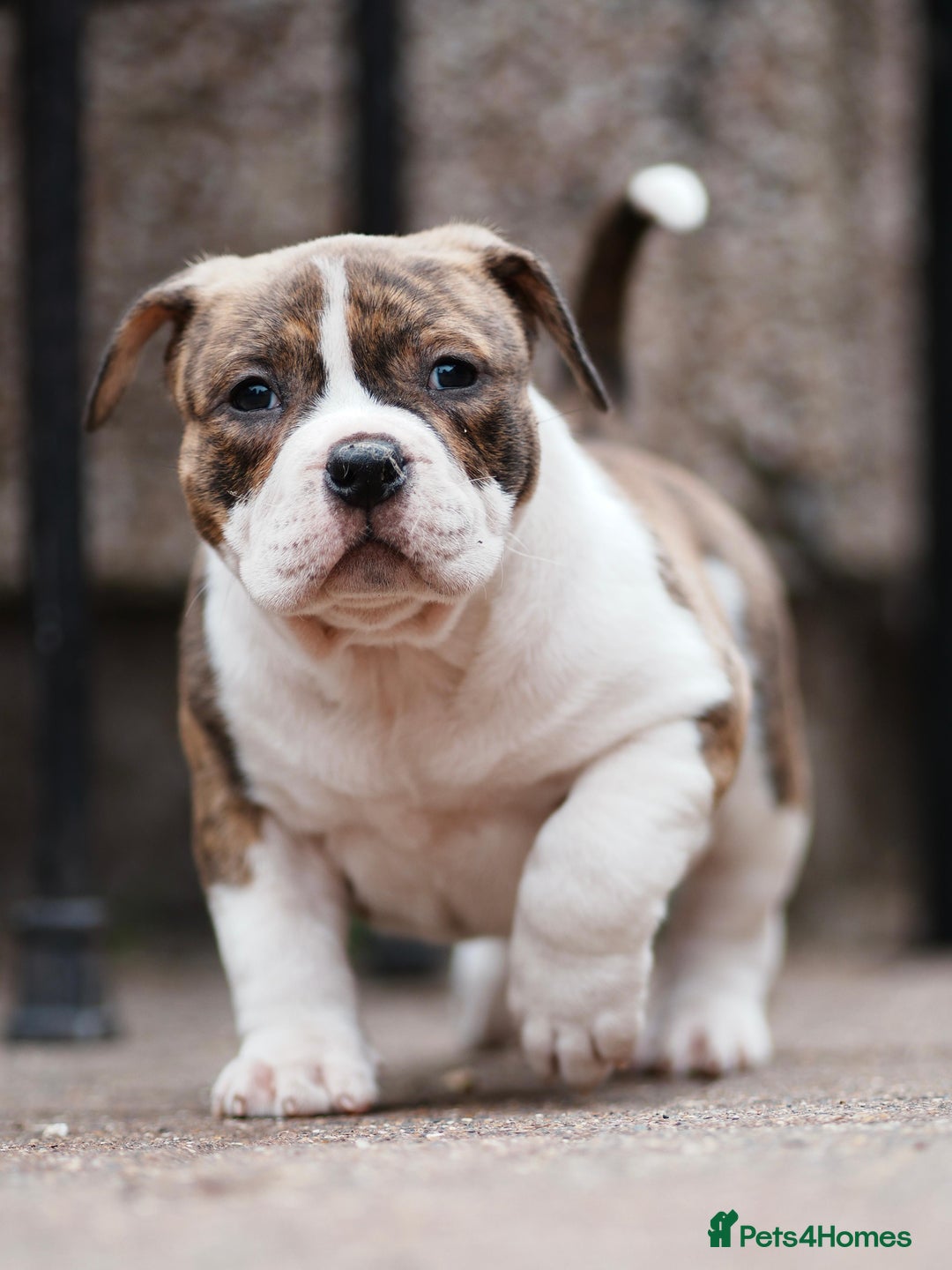 American Bully dogs for sale: Champion Bloodline American Pocket Bully Puppies - Image 28
