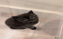 British Shorthair cats for sale: 2x british short hair kittens for sale - Image 9
