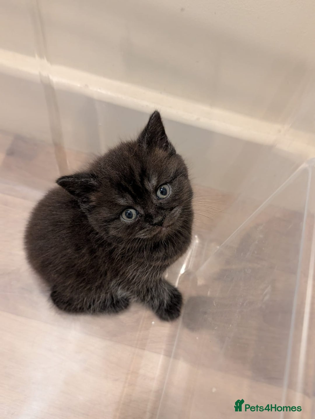 British Shorthair cats for sale: 2x british short hair kittens for sale - Image 9