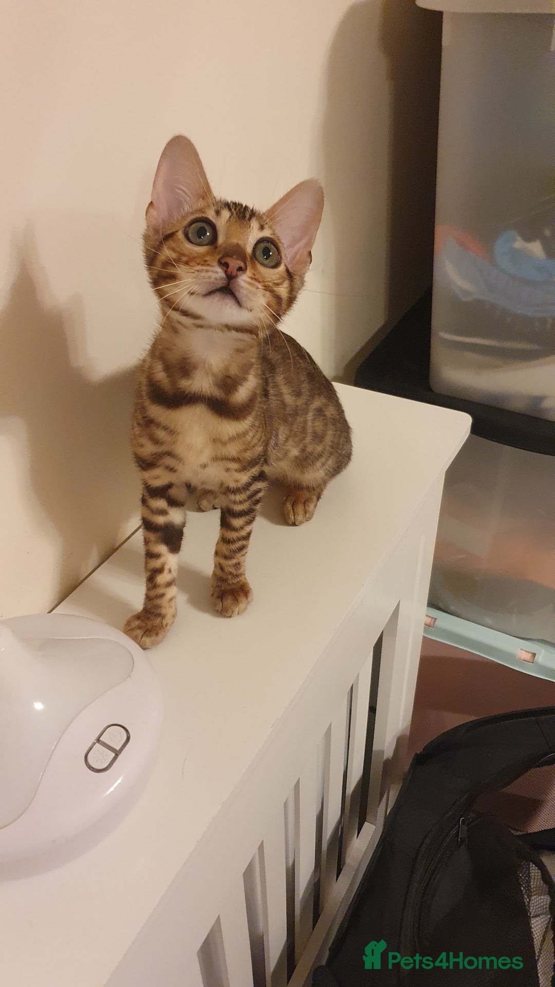 Bengal cats for sale: Beautiful Bengal - Advert 2