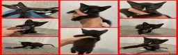 Sphynx cats for sale: LAST FEMALE fluffy half Sphynx kitten - Ready Now  - Advert 16