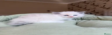 Ragdoll 5