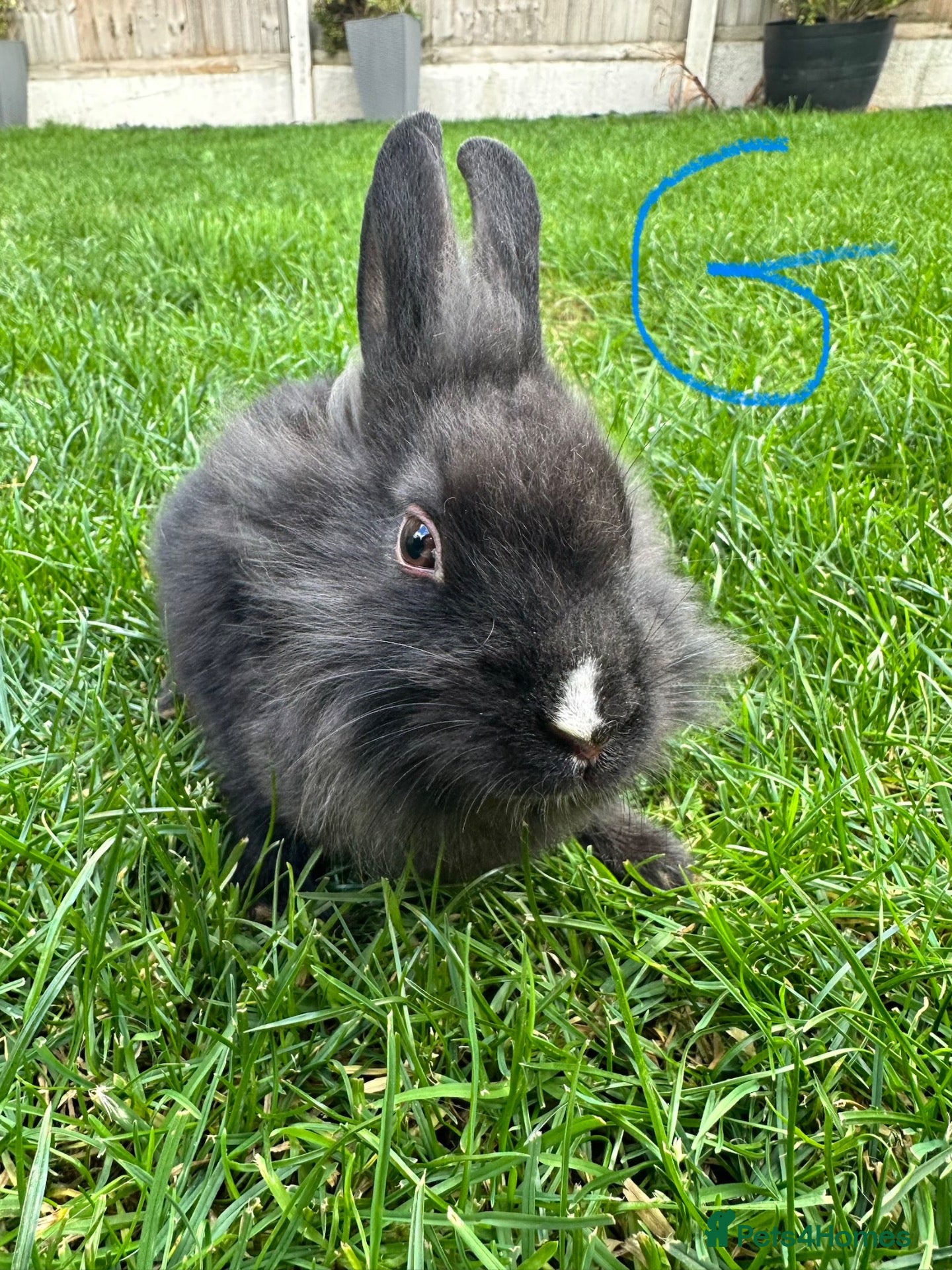 Lionhead rabbits Lionhead rabbits for sale  - Advert 2