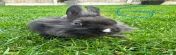 Lionhead rabbits for sale: Lionhead rabbits for sale  - Advert 4